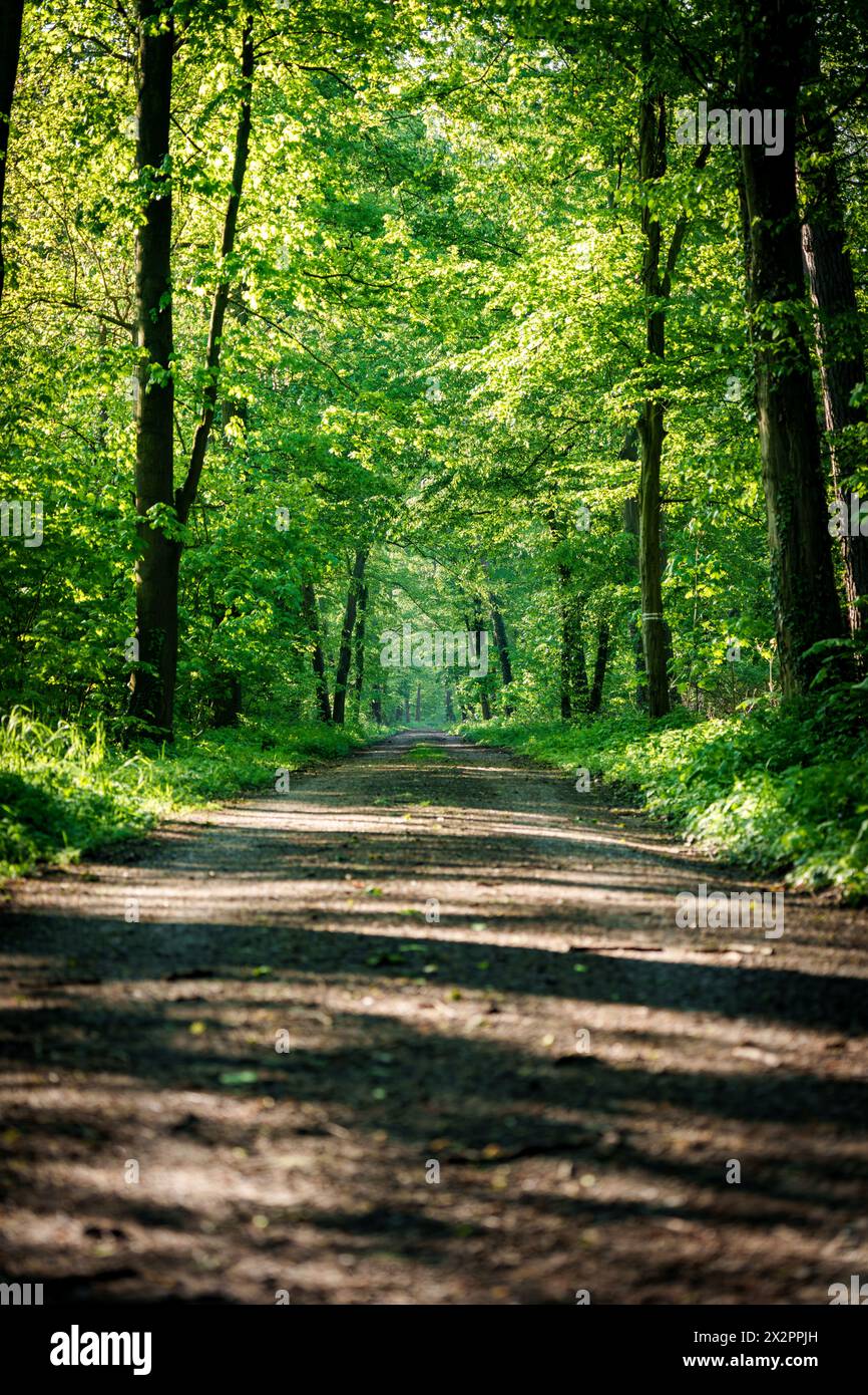 Un chemin de terre serpente à travers une forêt dense et verte remplie d'arbres imposants et d'une vie végétale vibrante. La surface de la route est recouverte d'herbe, offrant de l'alose Banque D'Images