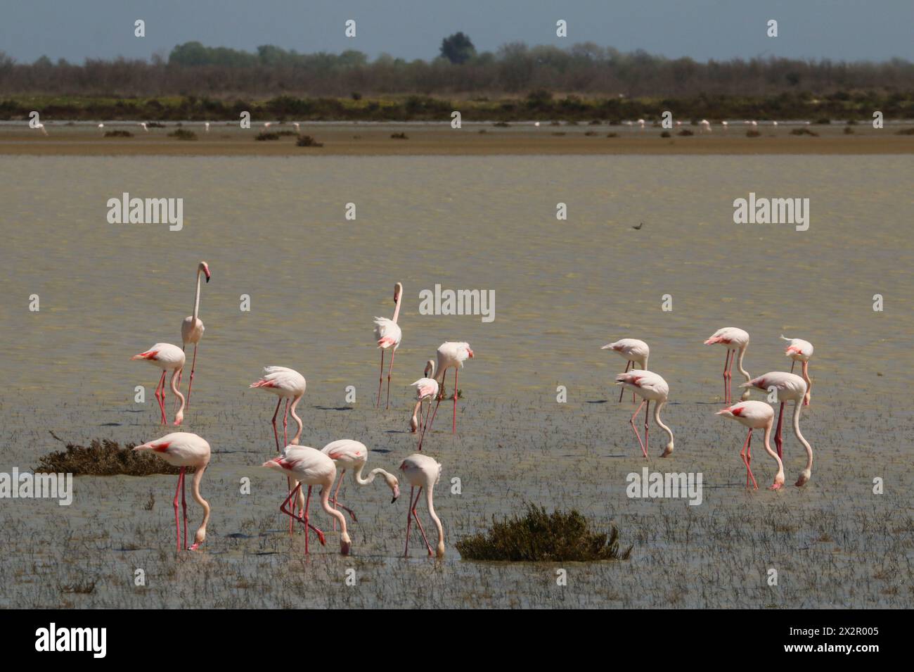 Flamants roses se nourrissant dans le lagon, Camargue, delta du Rhône, sud de la France Banque D'Images