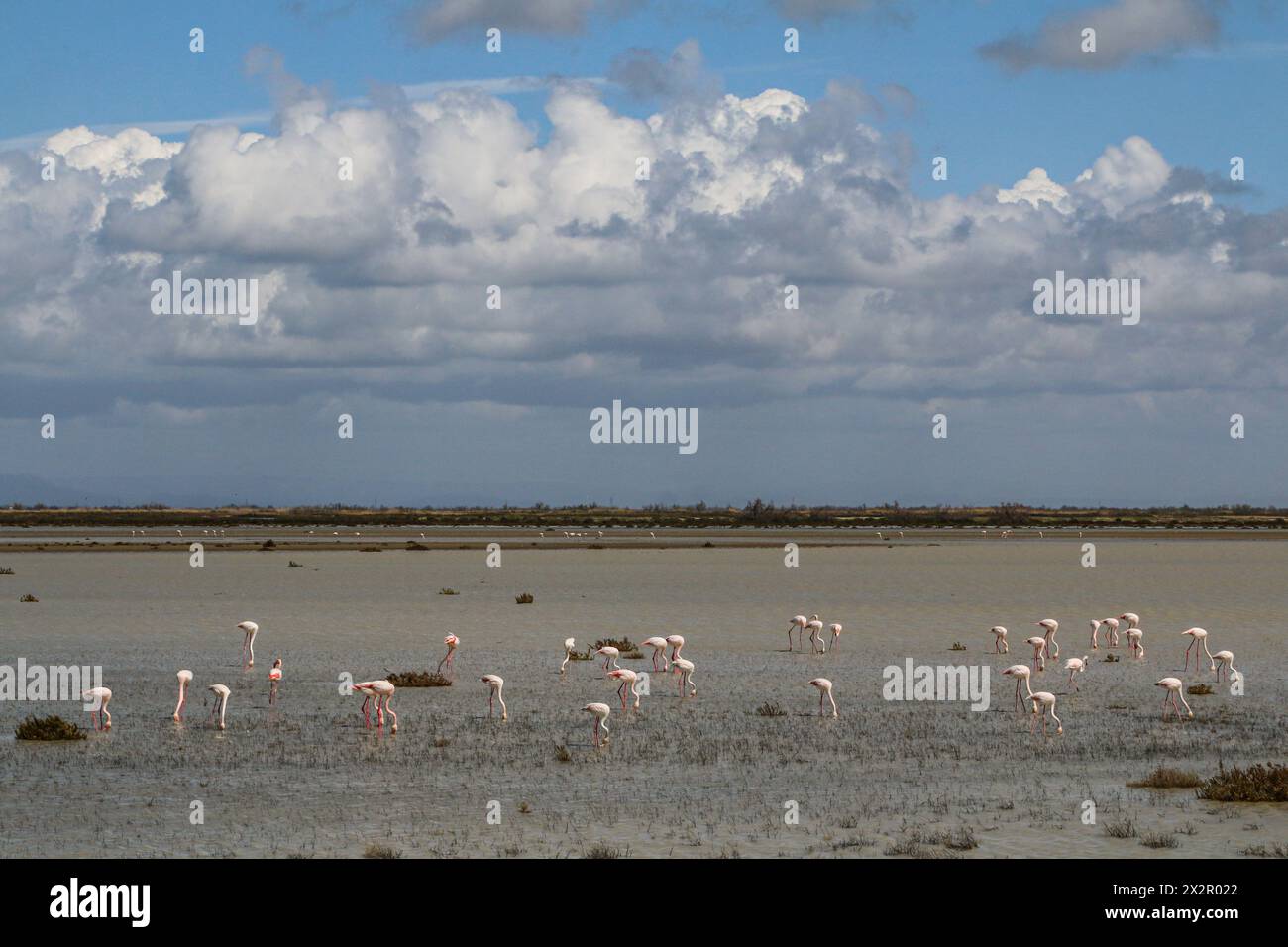 Flamants roses se nourrissant dans le lagon, Camargue, delta du Rhône, sud de la France Banque D'Images