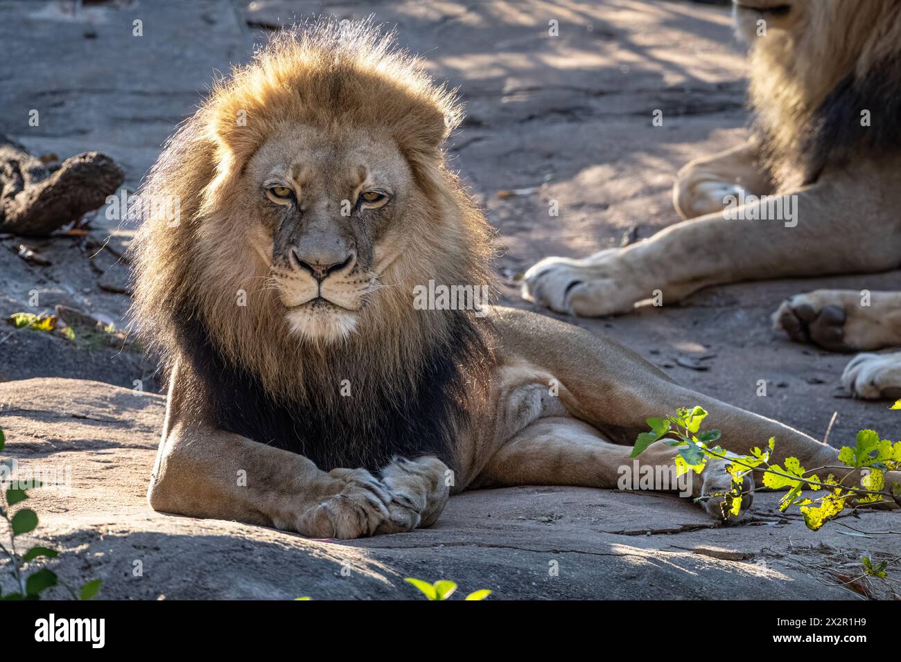 Lions africains mâles (Panthera leo) au zoo d'Atlanta près du centre-ville d'Atlanta, Géorgie. (ÉTATS-UNIS) Banque D'Images
