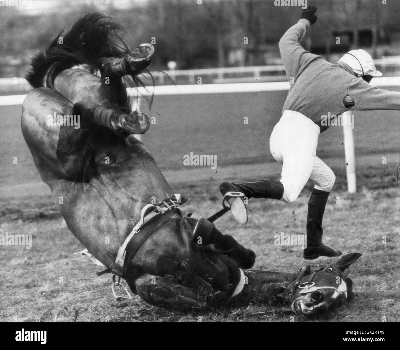 Le jockey amateur de chasse nationale Richard White débarque sur ses pieds après être tombé avec le prince gaulois à Wolverhampton Racecourse en 1986 Banque D'Images