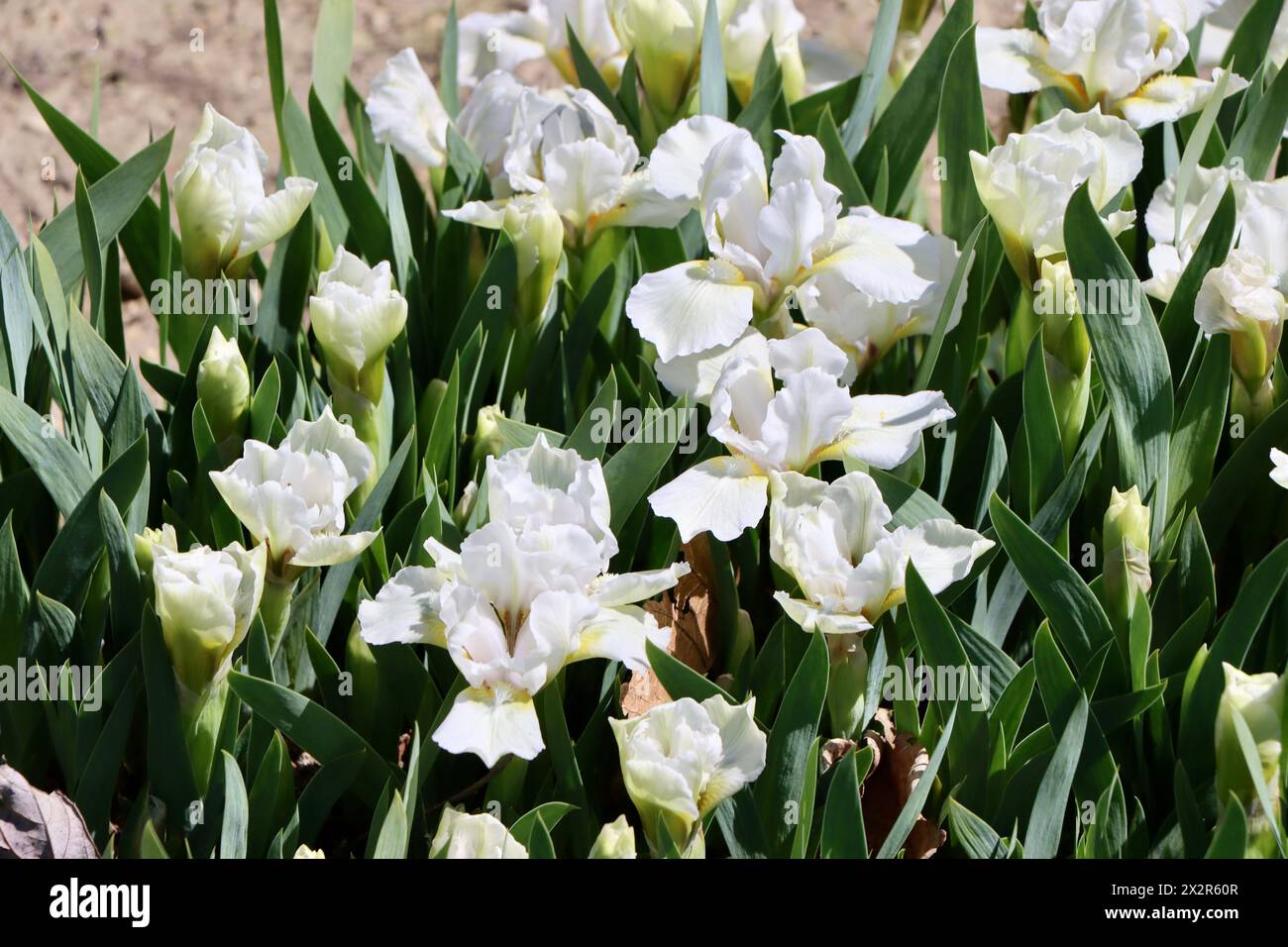 Willott Iris Garden à Cleveland, Ohio Banque D'Images