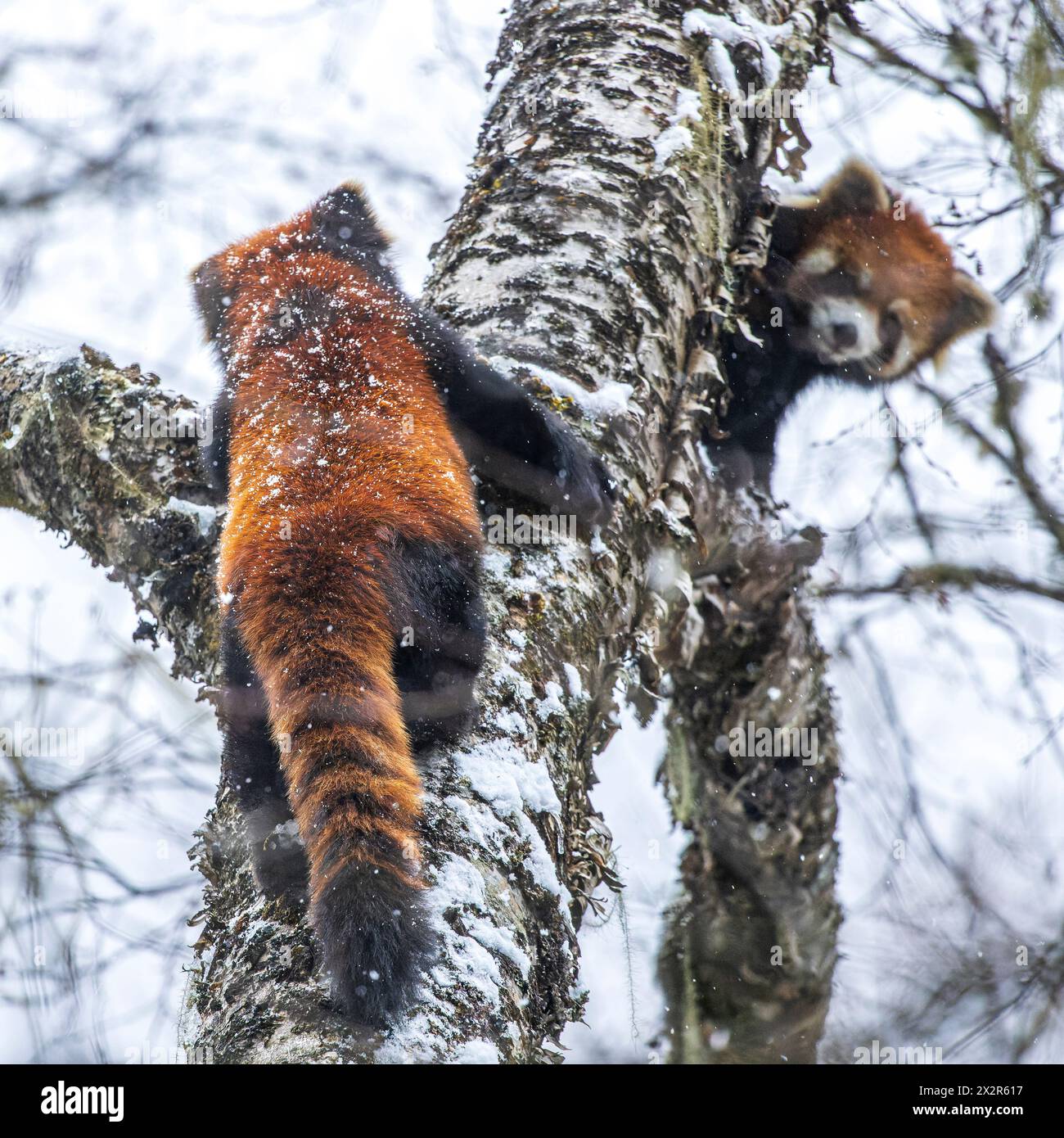 Deux Panda rouge sauvage chinois (Ailurus fulgens styani) regardant enseigner à l'autre dans un arbre des neiges (prise dans Sichuan, Chine) Banque D'Images