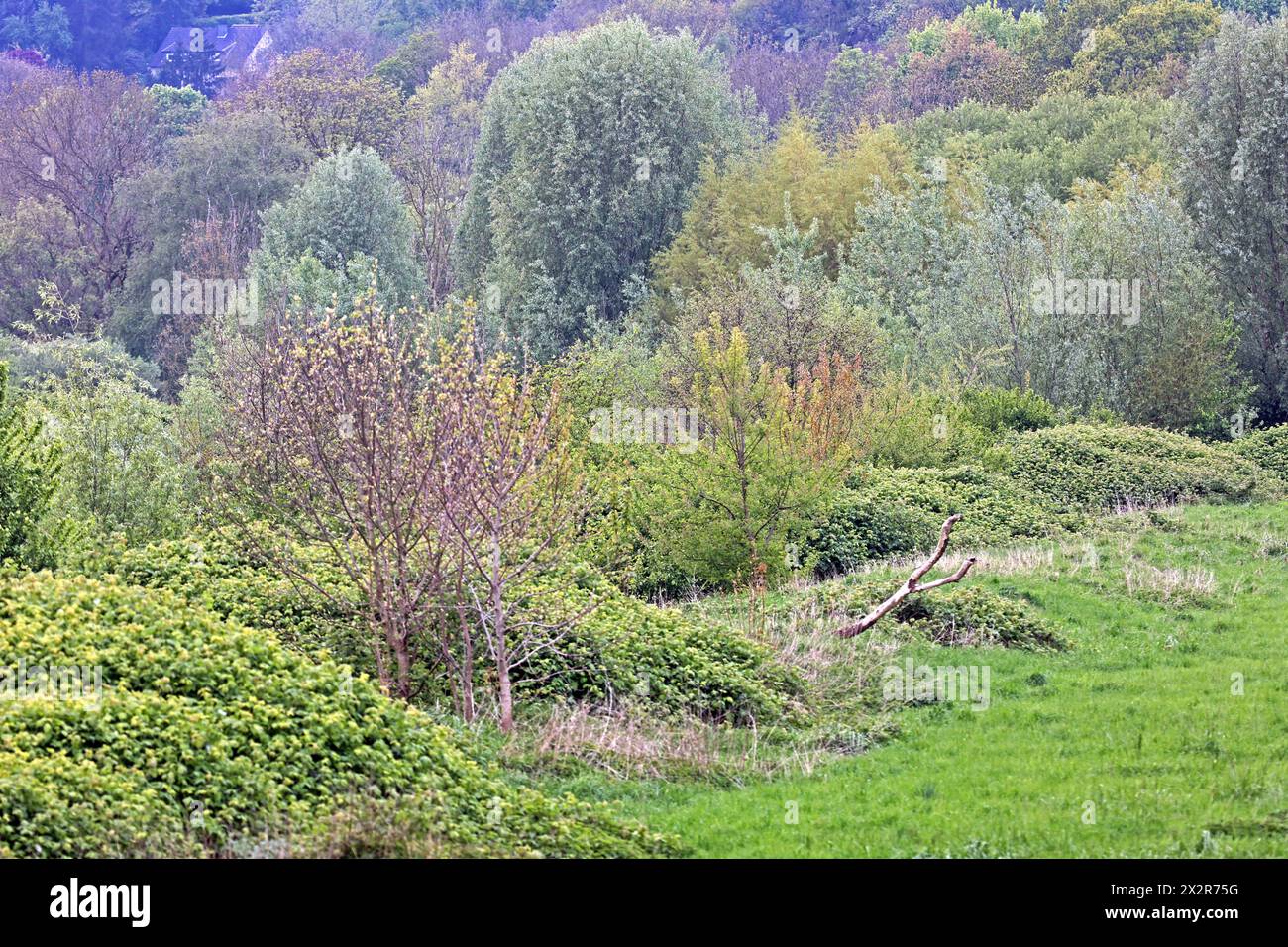 Laubmisch- und Auenwald Großflächiger Laubmischwald und Auenwald an der Ruhr BEI Essen im Frühling *** forêts mixtes de feuillus et de plaine inondable forêts mixtes de feuillus et de plaine inondable sur la Ruhr près d'Essen au printemps Banque D'Images