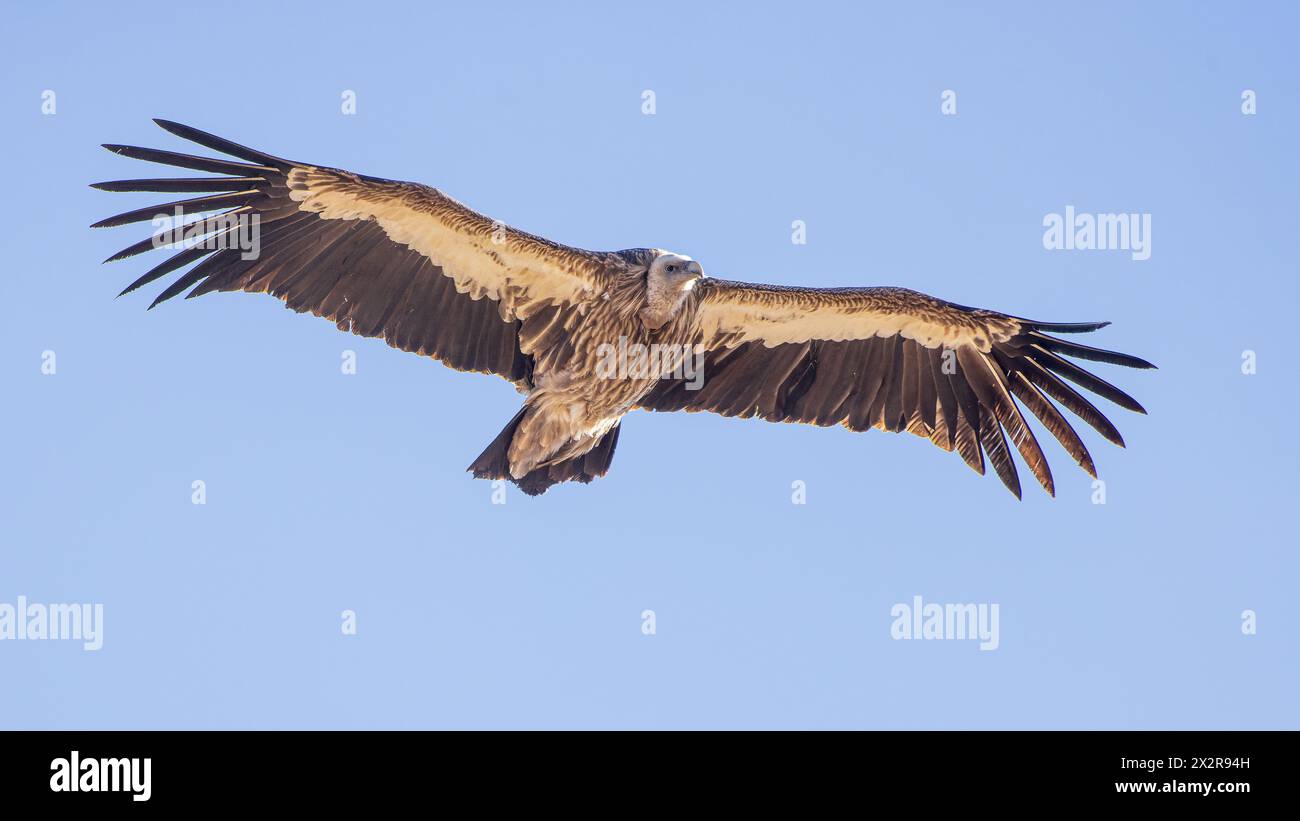 Gros plan d'un griffon sauvage chinois de l'Himalaya (Gyps himalayensis) en vol, photographié, plateau tibétain, Sichuan, Chine Banque D'Images