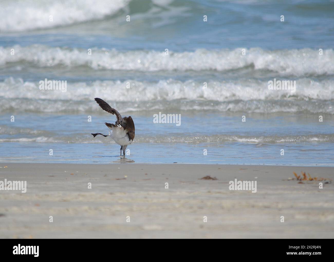 Une mouette à la jambe déformée se dresse au bord de l'eau sur une plage de sable, son bec submergé, au milieu des vagues de Port Canaveral. Banque D'Images