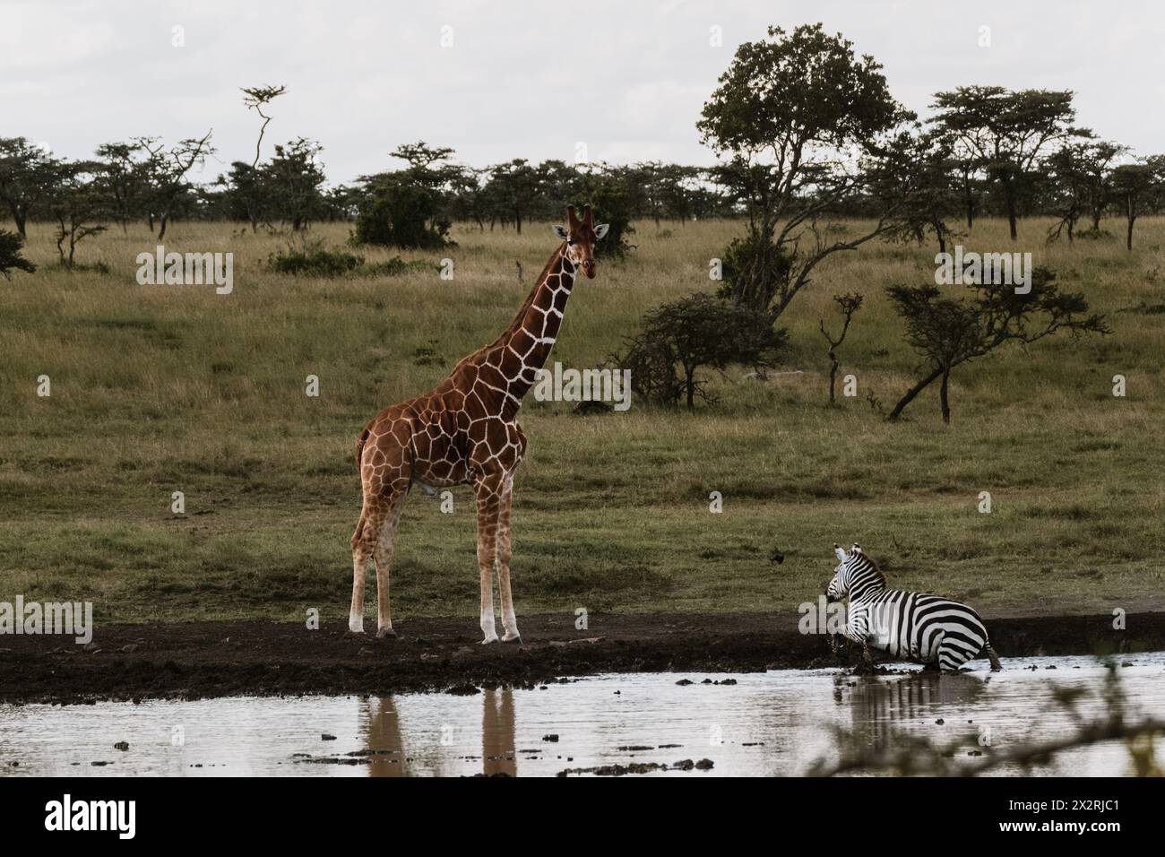 Scène de savane sereine avec girafe et zèbre à un point d'arrosage Banque D'Images