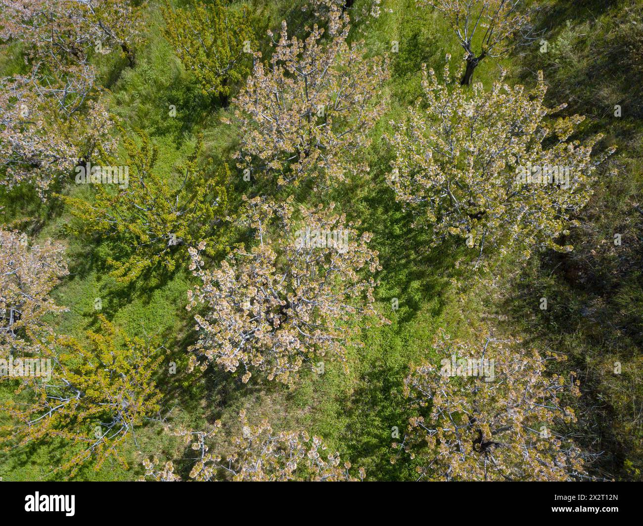 Vue aérienne de haut en bas de la canopée des cerisiers en fleurs à Fundao, Portugal. Banque D'Images