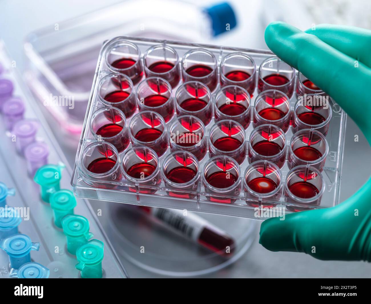 Scientifique tenant une plaque multi-puits au laboratoire Banque D'Images