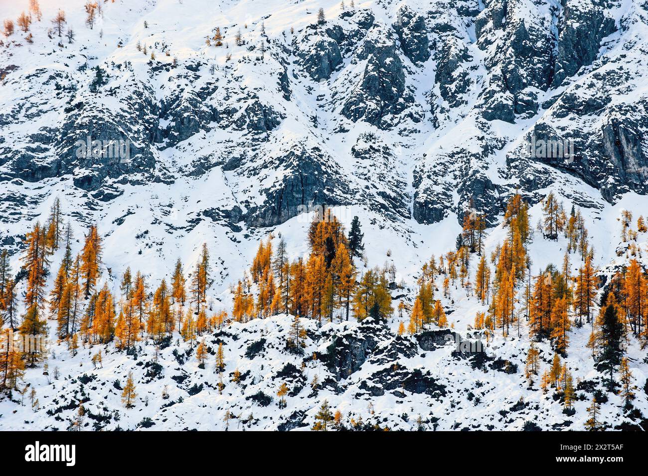 Autriche, Salzburger Land, arbres d'automne sur la crête enneigée Banque D'Images