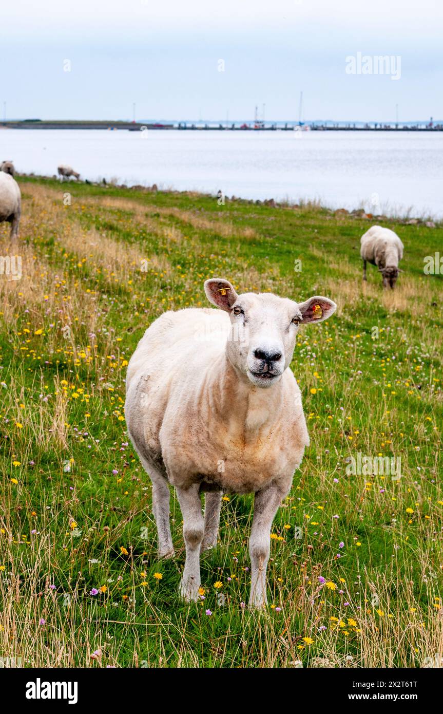 Allemagne, Schleswig-Holstein, Amrum, Portrait de moutons debout dans les pâturages côtiers Banque D'Images