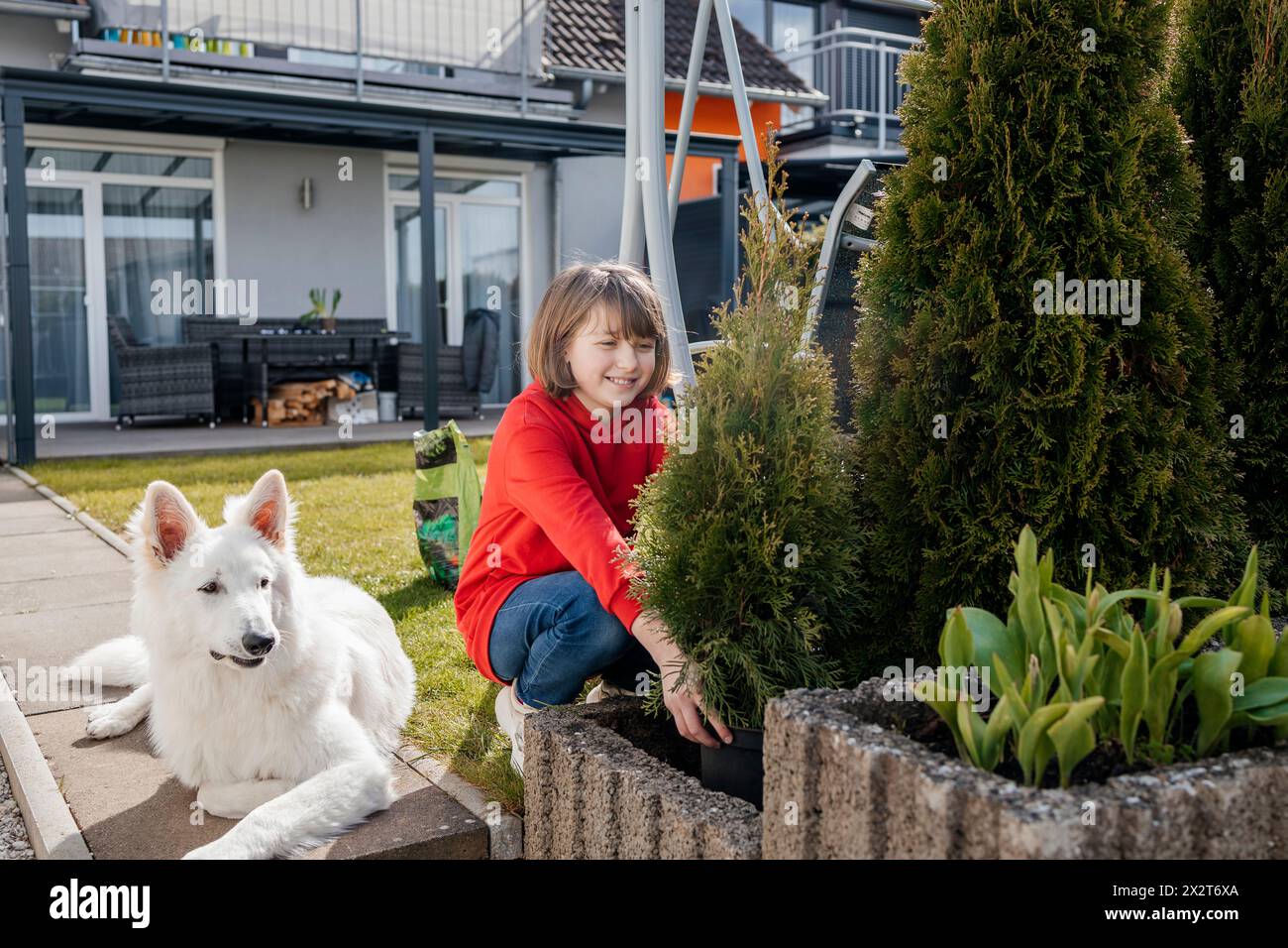 Fille souriante plantant Thuja près du chien devant la maison Banque D'Images