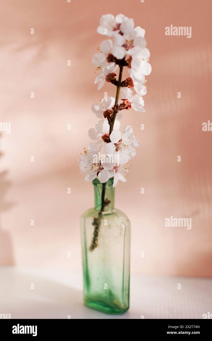 Photo studio de brindille fleurie dans une bouteille vintage Banque D'Images