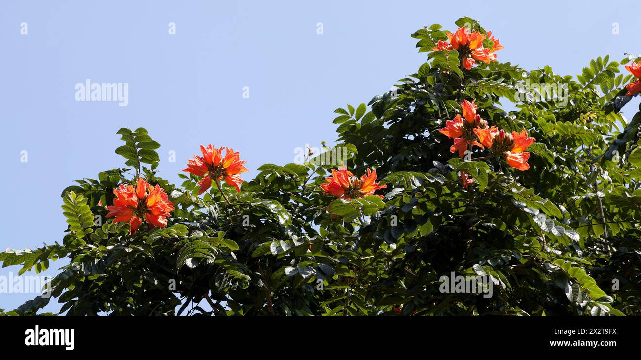 Tulipe africaine, Afrikanischer Tulpenbaum, Banque D'Images
