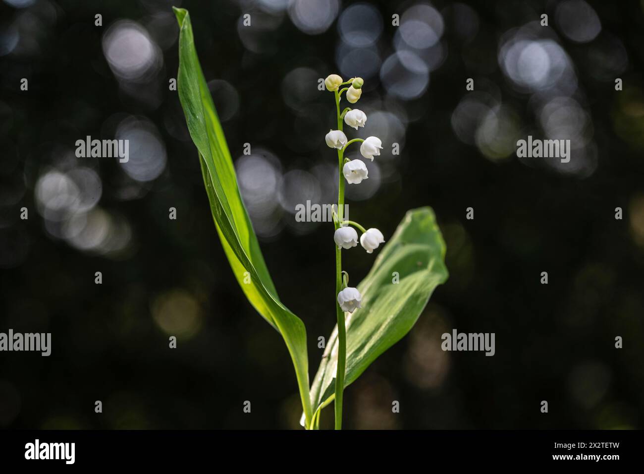 Lily de la vallée (Convallaria majalis), Emsland, Basse-Saxe, Allemagne Banque D'Images