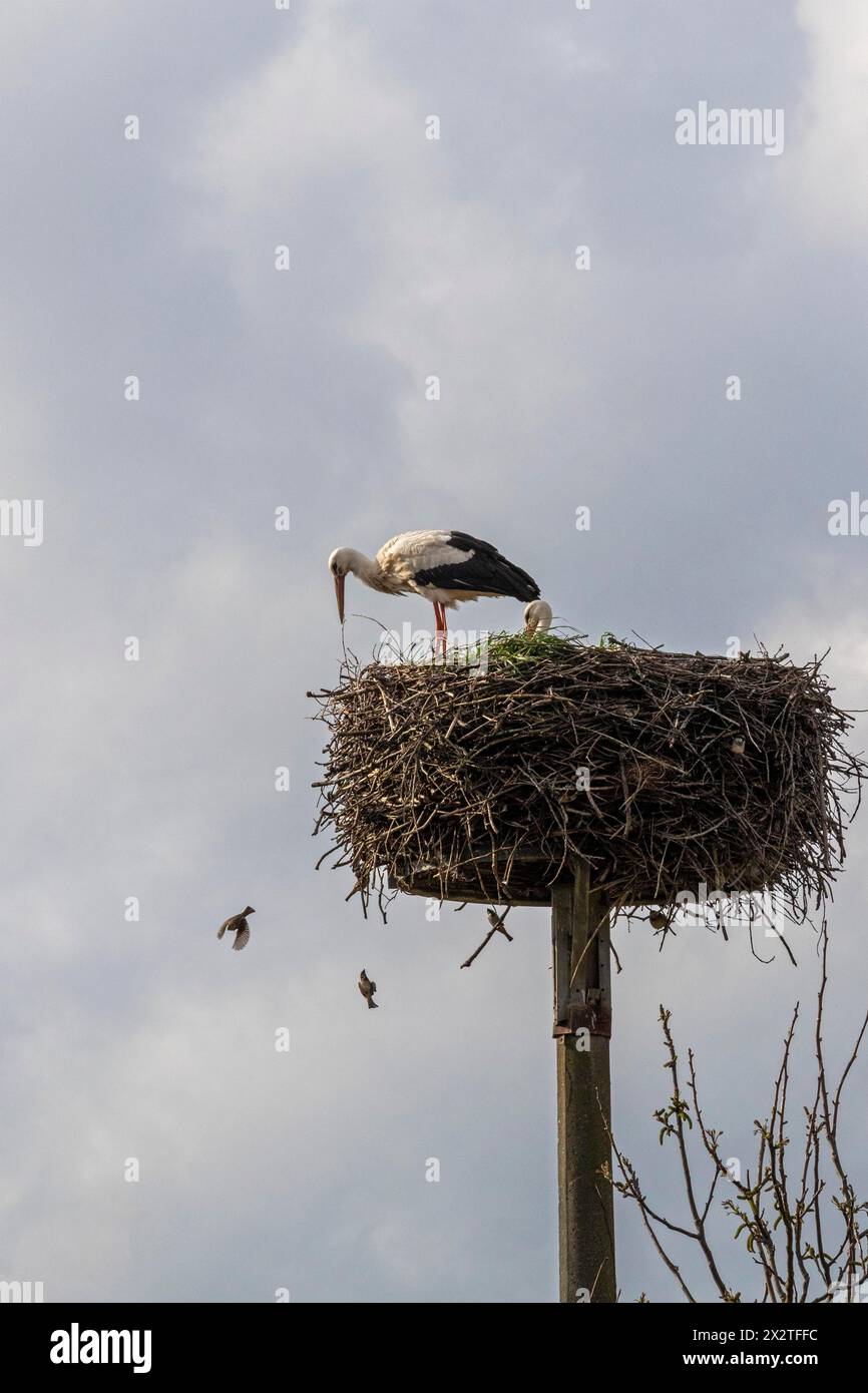 Cigogne observant des moineaux volants, nid de cigogne, Neu Garge, basse-Saxe, Allemagne Banque D'Images