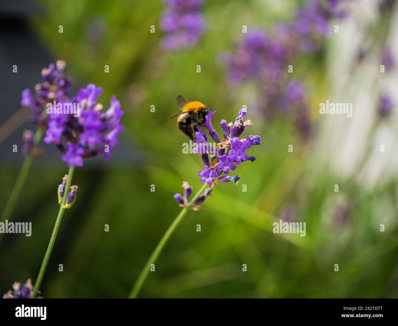 Bourdon assis sur une fleur colorée, à la recherche de nectar. Banque D'Images