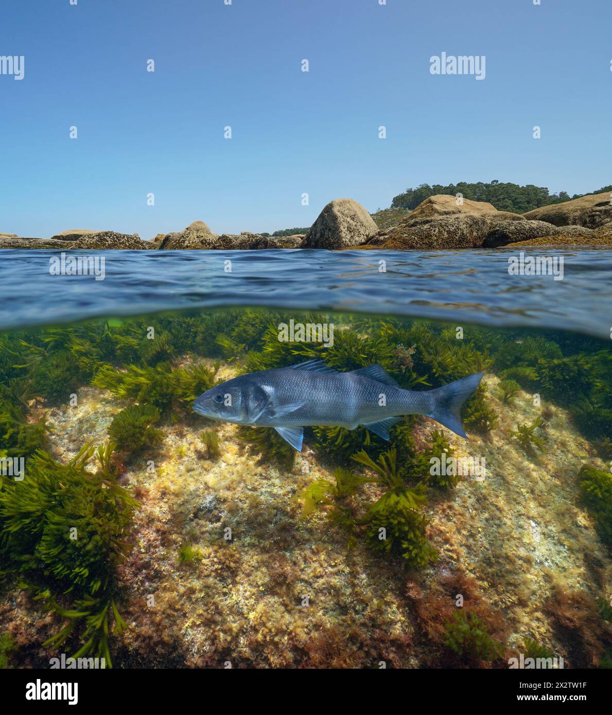 Rochers sur le rivage de la mer avec un poisson de bar européen sous l'eau dans l'océan Atlantique, vue divisée sur et sous la surface de l'eau, scène naturelle, Espagne Banque D'Images
