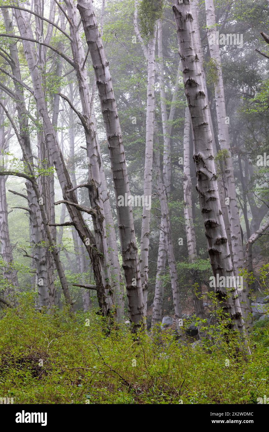 Arbres dans une forêt dans un léger brouillard Banque D'Images