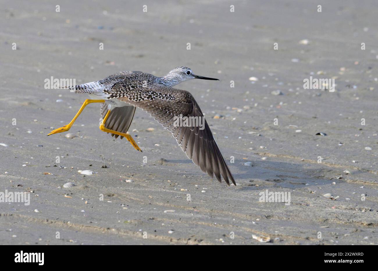 Les pattes jaunes inférieures (Tringa flavipes) décollent sur la plage océanique pendant la migration des spreengs, Galveston, Texas, États-Unis. Banque D'Images