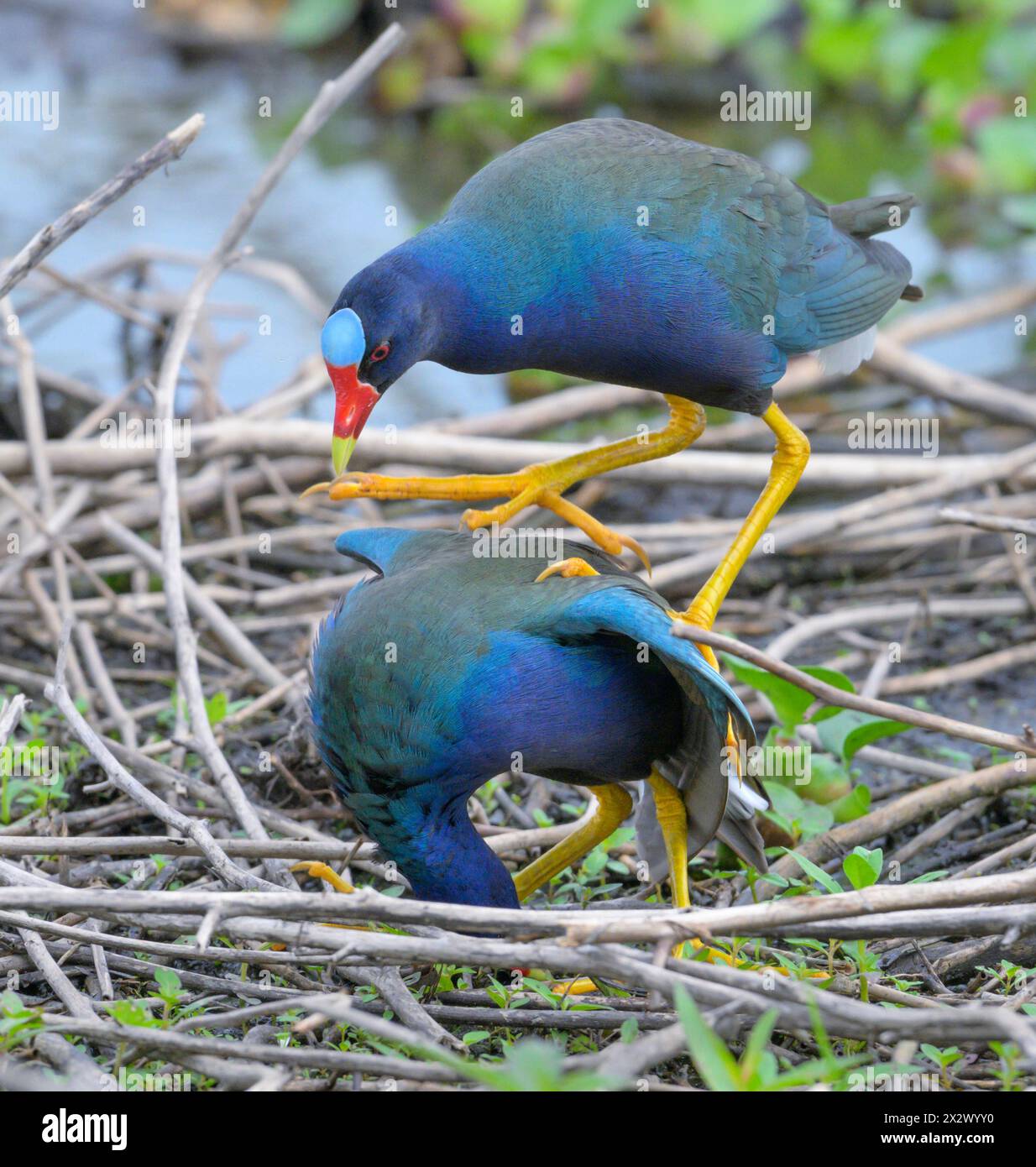 Un couple de gallinules violettes (Porphyrio martinica) en accouplement, Brazos Bend State Park, Texas, États-Unis. Banque D'Images