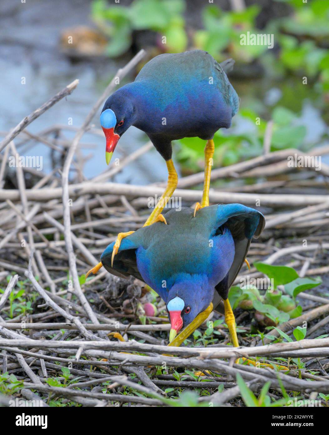 Un couple de gallinules violettes (Porphyrio martinica) en accouplement, Brazos Bend State Park, Texas, États-Unis. Banque D'Images
