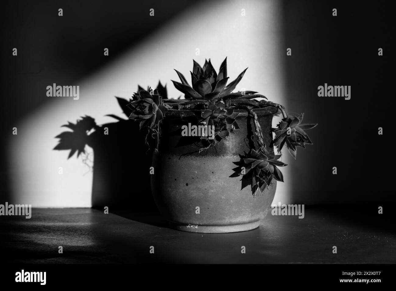Plante succulente pousse dans un pot d'argile dans un intérieur homy photographie florale noire et blanche. Plante de cactus à l'intérieur dans un point de lumière. Spectre de lumière Banque D'Images