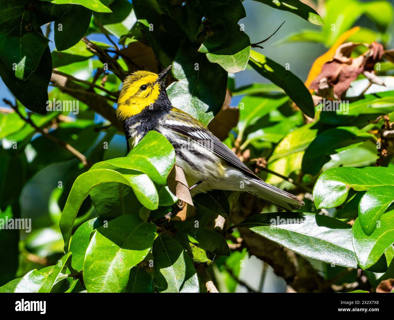 Une Paruline verte à gorge noire (Setophaga virens) qui se nourrit d'un arbre. Texas, États-Unis. Banque D'Images