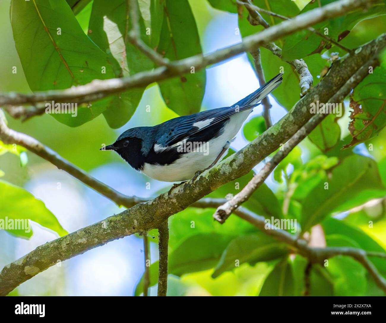 Une Paruline bleue à gorge noire (Setophaga caerulescens) qui se nourrit d'un arbre. Texas, États-Unis. Banque D'Images