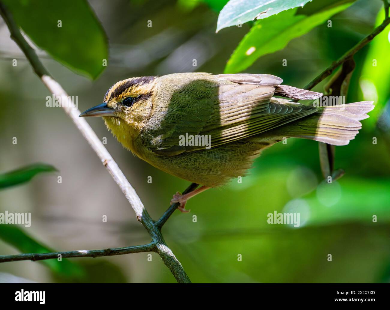 Une Paruline mangeuse de vers (Helmitheros vermivorum) perchée sur une branche. Texas, États-Unis. Banque D'Images Une Paruline mangeuse de vers (Helmitheros vermivorum) perchée sur une branche. Texas, États-Unis. Banque D'Images