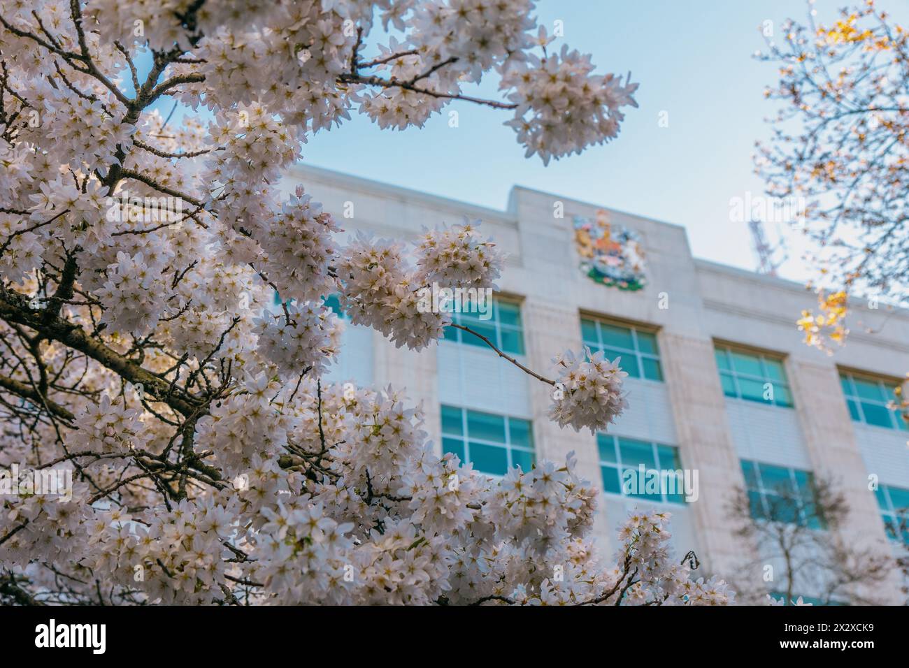 Levant la tête à travers une branche d'un arbre fleuri vers un édifice gouvernemental arborant les armoiries du Canada Banque D'Images