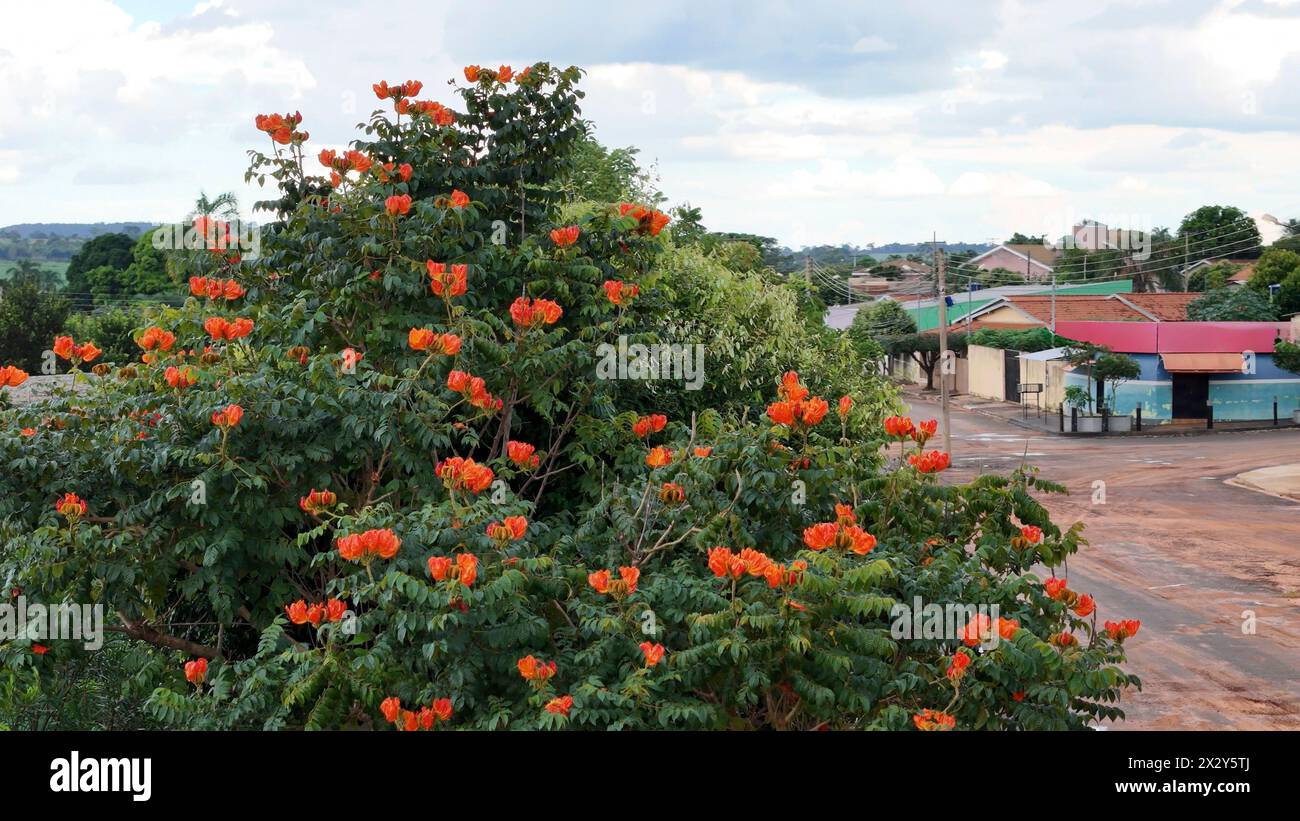 Fleurs de tulipe africaine de l'espèce Spathodea campanulata Banque D'Images