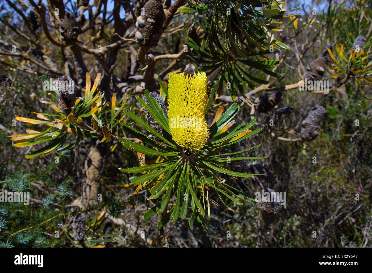 Cône de fleur jaune de Candlestick Banksia (Banksia attenuata), Australie occidentale Banque D'Images