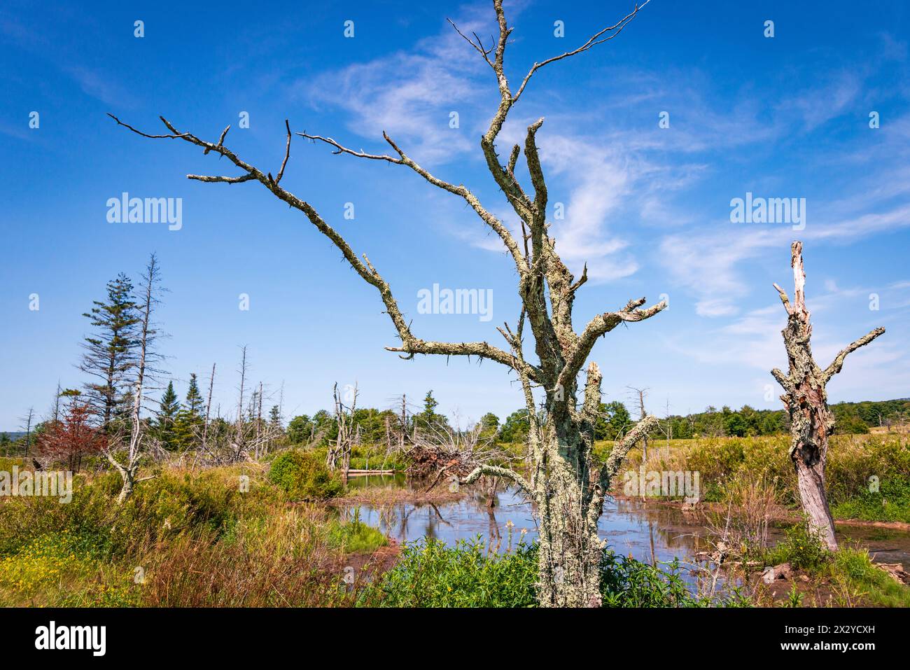 Canaan Valley National Wildlife refuge, refuge faunique en Virginie occidentale, États-Unis Banque D'Images