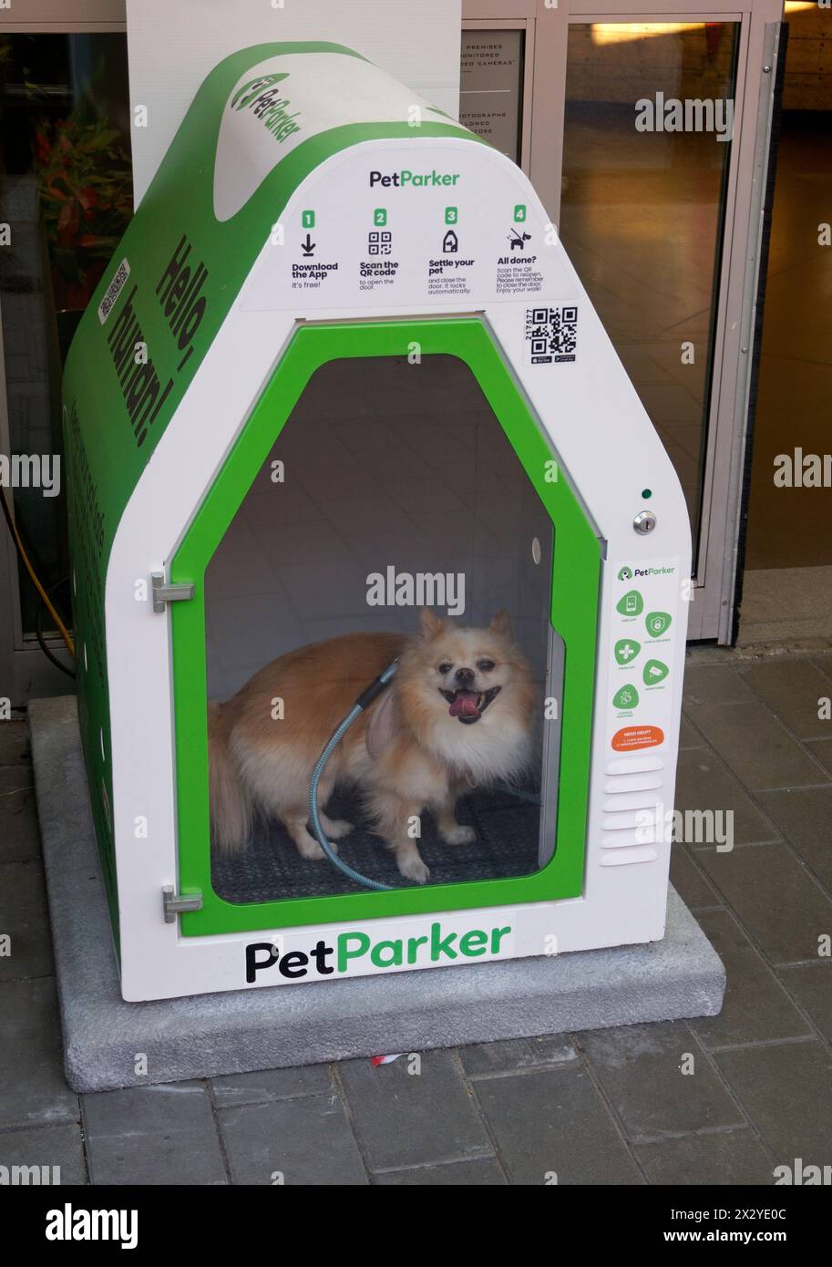 Petit chien (poméranien) à l'intérieur d'un poste de sécurité ou d'une maison de chien intelligente à l'extérieur d'un magasin à Vancouver, C.-B., Canada Banque D'Images