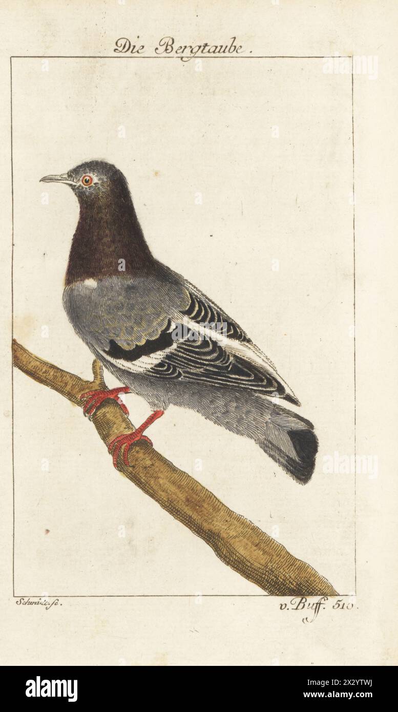 Colombe rocheuse, pigeon rocheux, ou pigeon commun, Columba Livia. Die Bergtaube, Columba saxatalis. Gravure sur cuivre colorée à la main par Schmidt d’après une illustration de François-Nicolas Martinet de l’édition de Bernhard Christian Otto de Naturgeschichte der Vogel, histoire naturelle des oiseaux, Ben Joachim Pauli, Berlin, 1777. Banque D'Images