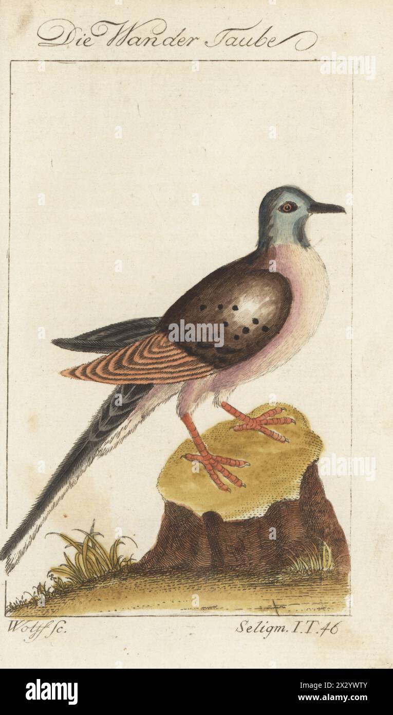 Pigeon voyageur ou pigeon sauvage, Ectopistes migratorius. Éteint. Die Wander Taube, Wandertaube, Columba macroura. Gravure sur cuivre colorée à la main par Wolff d’après une illustration de Johan Seligmann de l’édition de Bernhard Christian Otto de Naturgeschichte der Vogel du Comte de Buffon, histoire naturelle des oiseaux, Ben Joachim Pauli, Berlin, 1777. Banque D'Images