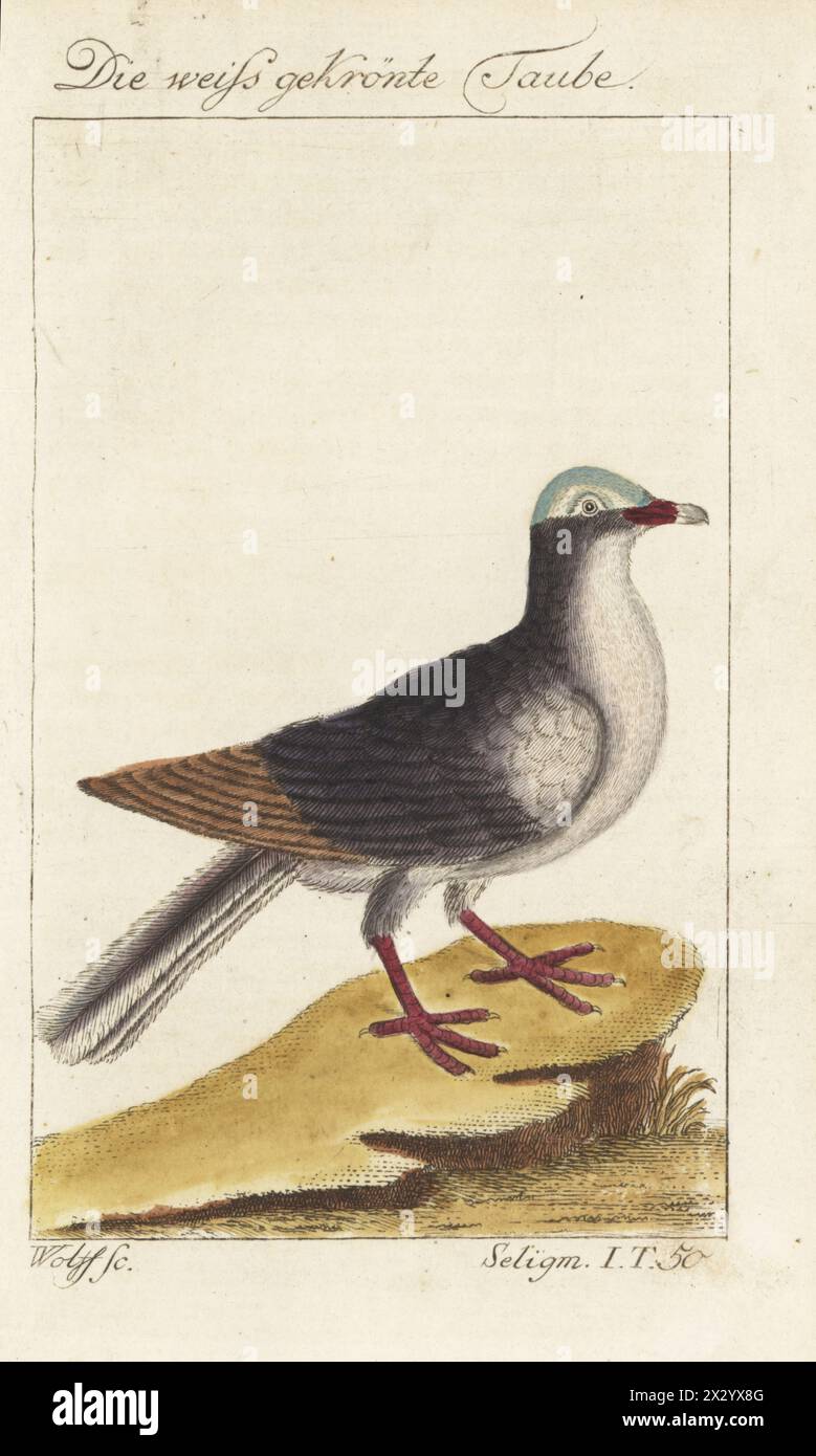 Pigeon à couronne blanche Patagioenas leucocephala. Die weiss gekronte Taube, weissgekronte Taube, Columba leucocephala. Gravure sur cuivre colorée à la main par Wolff d’après une illustration de Johan Seligmann de l’édition de Bernhard Christian Otto de Naturgeschichte der Vogel du Comte de Buffon, histoire naturelle des oiseaux, Ben Joachim Pauli, Berlin, 1777. Banque D'Images