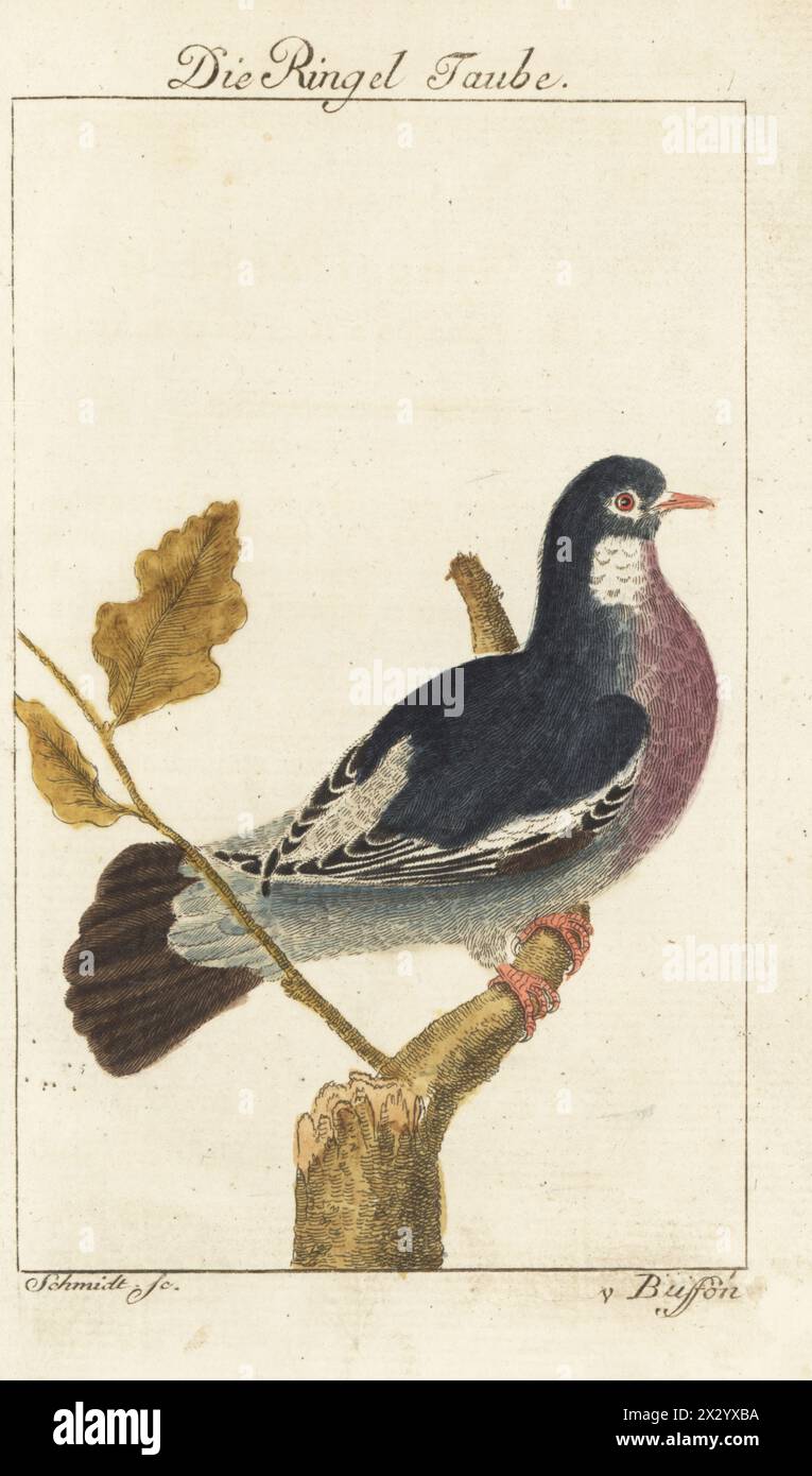 Pigeon commun des bois, Columba palumbus. Die Ringel Taube, Ringeltaube, colombe, pigeon ramier. Gravure sur cuivre colorée à la main par Schmidt d’après une illustration de François-Nicolas Martinet de l’édition de Bernhard Christian Otto de Naturgeschichte der Vogel, histoire naturelle des oiseaux, Ben Joachim Pauli, Berlin, 1777. Banque D'Images