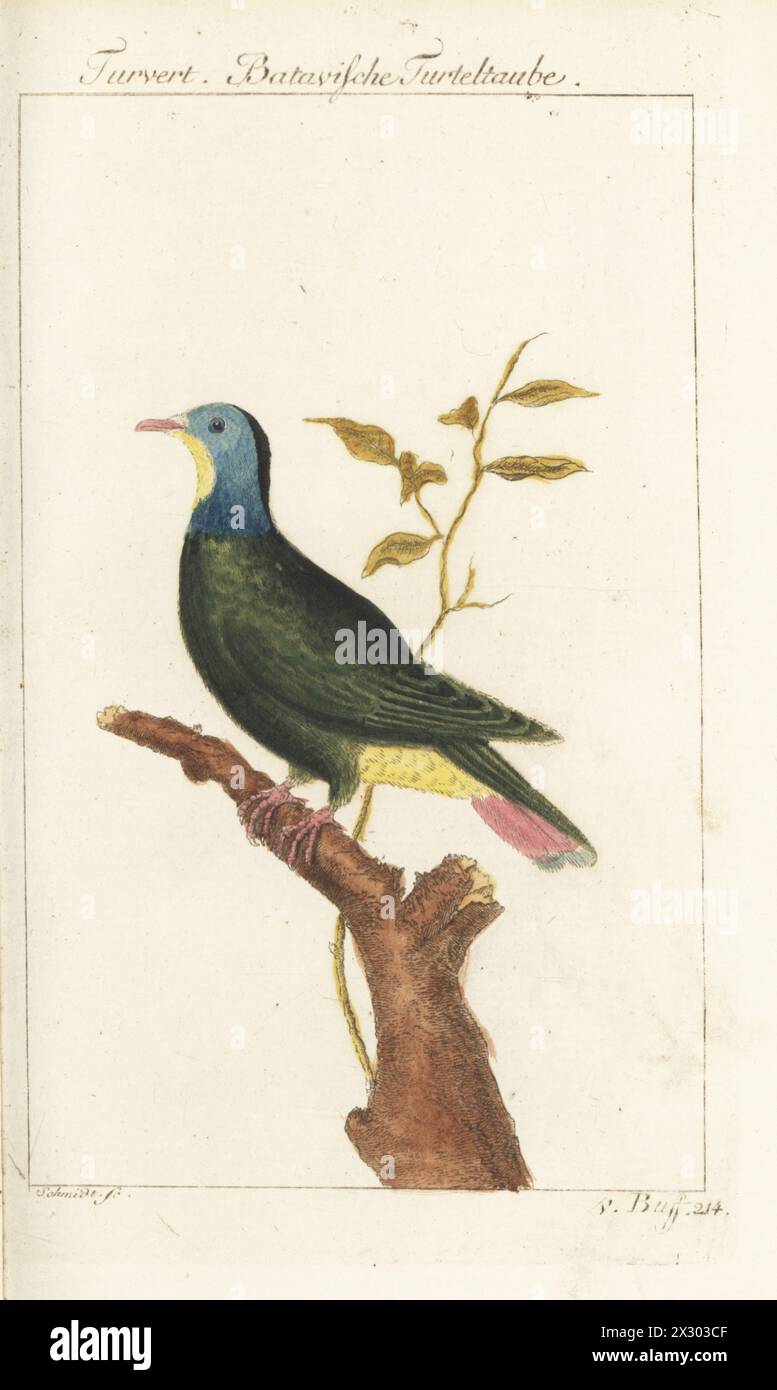 Ptilinopus melanospilus. Originaire d'Indonésie, Malaisie, Philippines. Colombine Turvert, Batavische Turteltaube, Columba indica. Gravure sur cuivre colorée à la main par Schmidt d’après une illustration de François-Nicolas Martinet de l’édition de Bernhard Christian Otto de Naturgeschichte der Vogel, histoire naturelle des oiseaux, Ben Joachim Pauli, Berlin, 1777. Banque D'Images