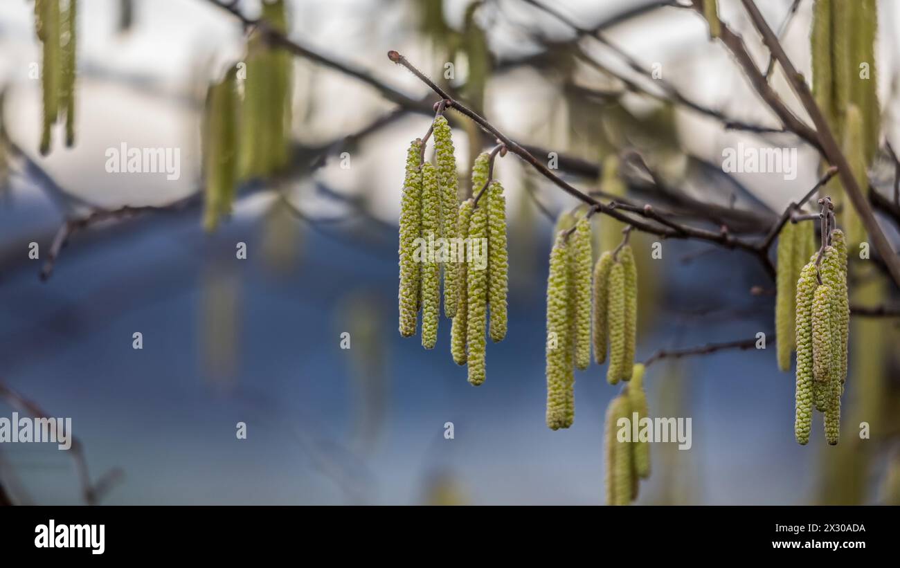 Benken, Schweiz - 22. Januar 2022 : Bereits im Januar blühen die Haslenpollen, welche zu den Birkengewächsen gehören. Banque D'Images