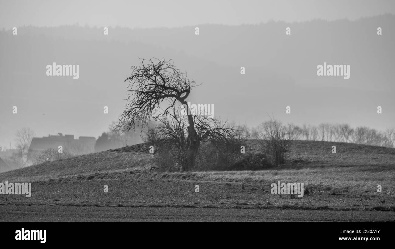 Oberglatt, Schweiz - 25. Januar 2022 : die untergehende sonne und der dunstige Horizont lassen einen abgestorbenen Baum in speziellem Licht erscheinen. Banque D'Images