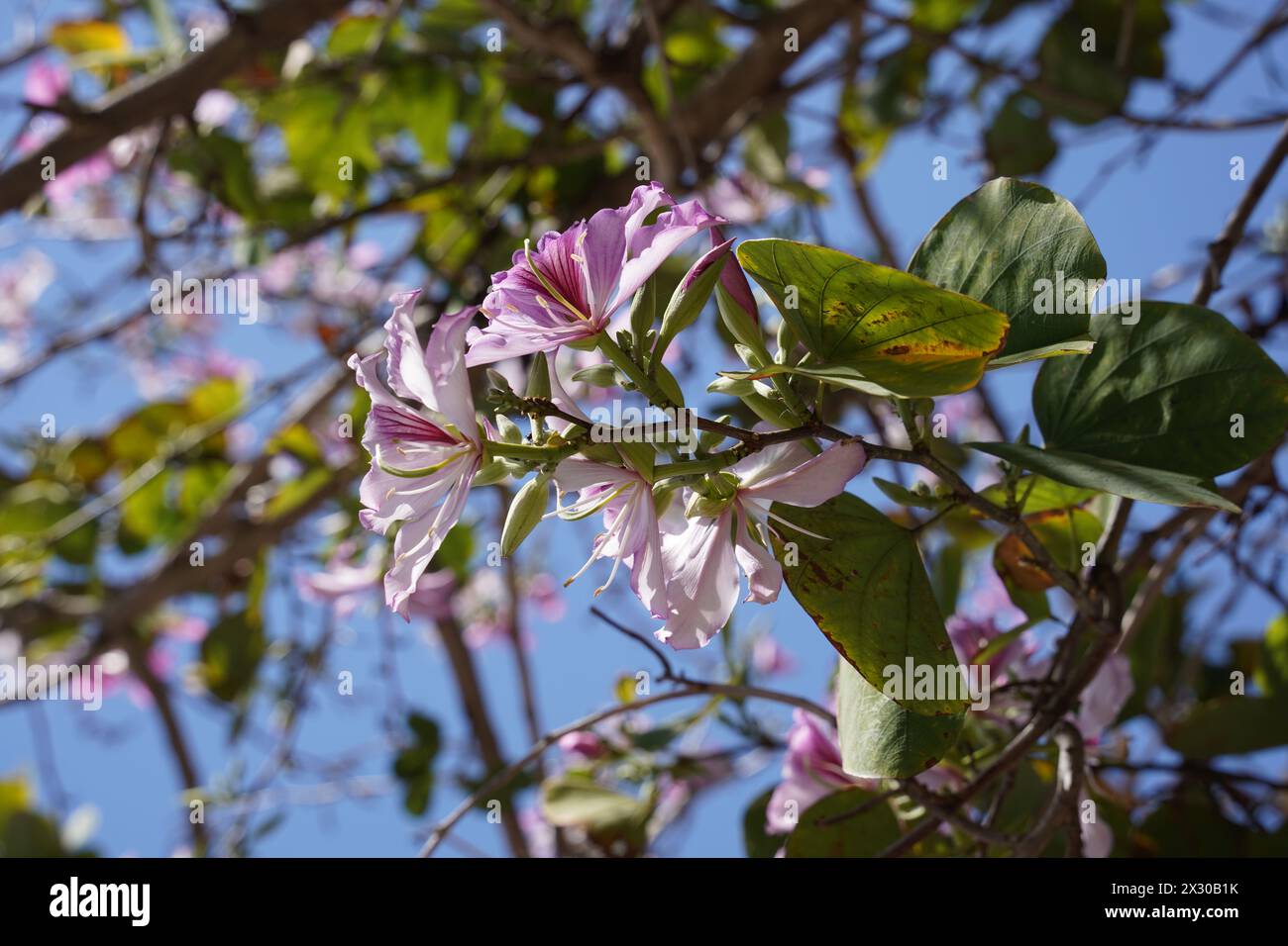 Bauhinia purpurea arbre fleurir en Israël Banque D'Images