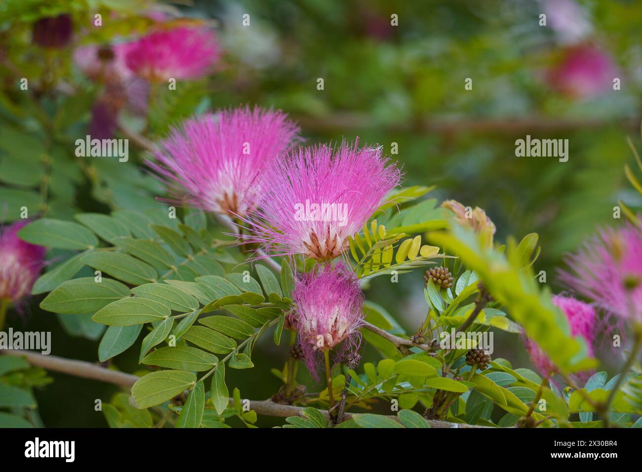 Fleurs d'acacia (albizzia Julibrissin) arbre de soie persane Banque D'Images