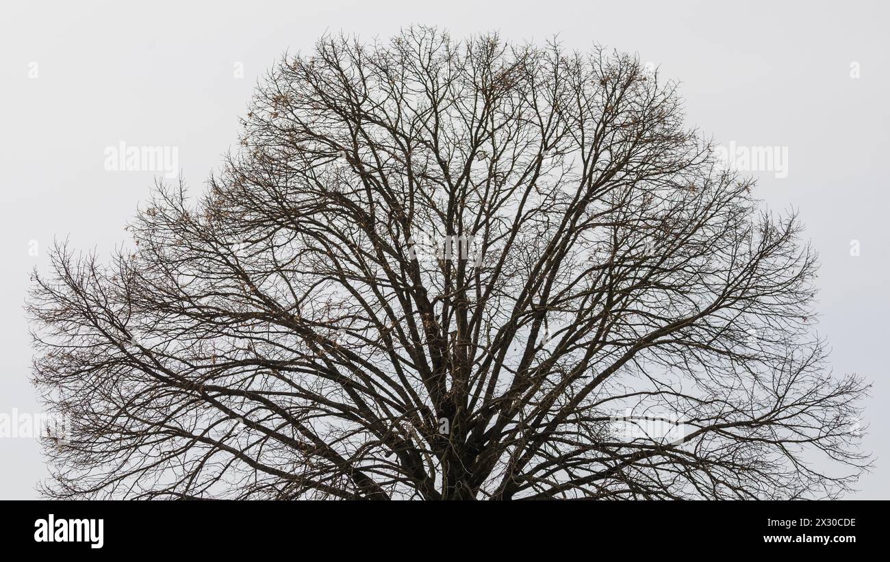 Oberglatt, Schweiz - 21. März 2022 : an einem Baum im Zürcher Unterland hängen Bereits erste Blühten. Banque D'Images