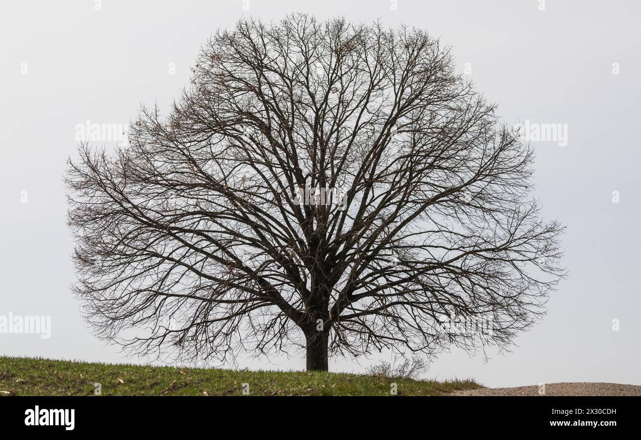 Oberglatt, Schweiz - 21. März 2022 : an einem Baum im Zürcher Unterland hängen Bereits erste Blühten. Banque D'Images