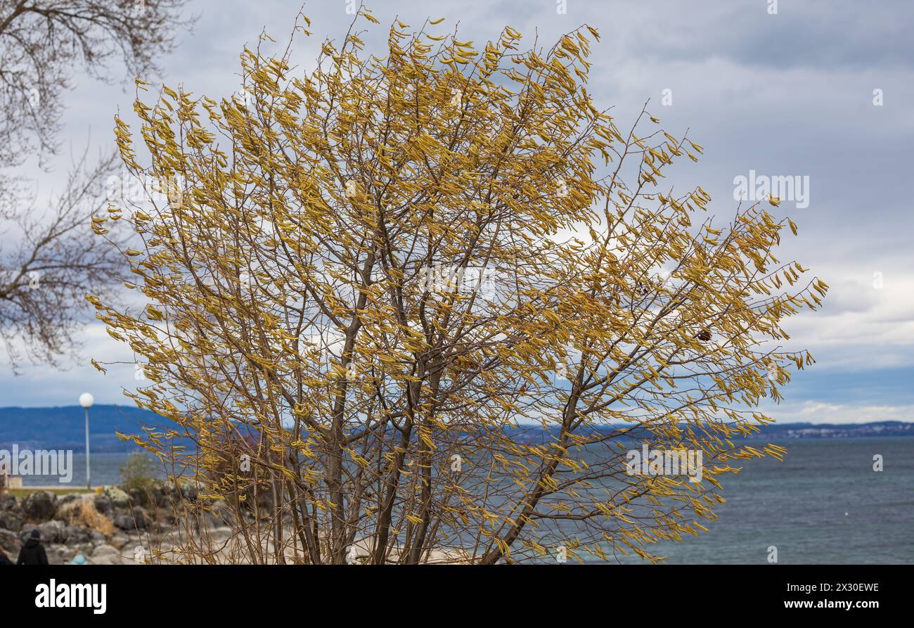 Haslen und Erlen blühen bereits. Die Vorboten des Sturm Antonias wirbeln die pollen durch die Luft. Diese sorgen BEI vielen Menschen für allergische S Banque D'Images