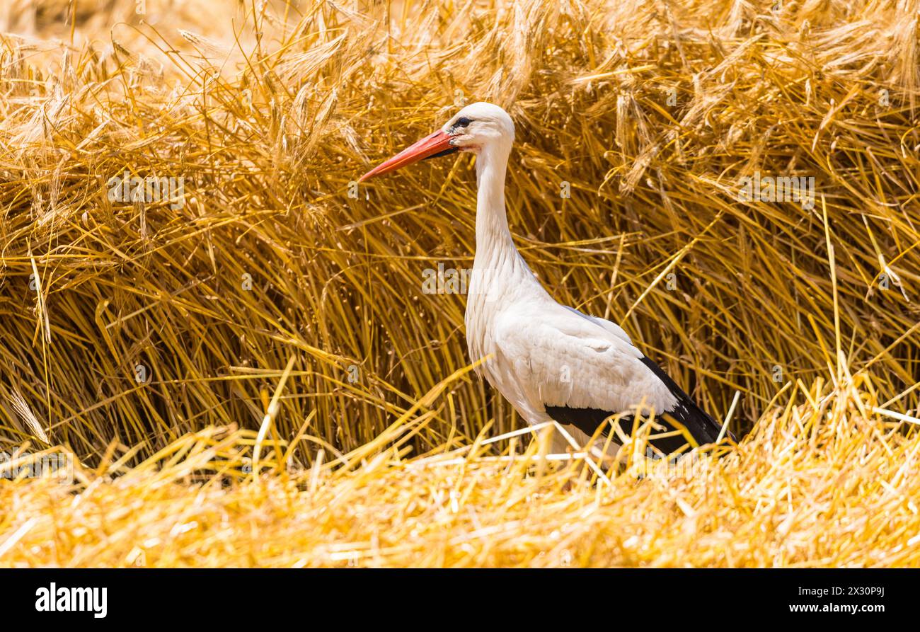 Ein Storch läuft in einem Feld herum auf der Suche nach etwas fressbarem. Erst kürzlich wurde das Getreide vom Bauer geschnitten. (Winkel BEI Bülach, Banque D'Images