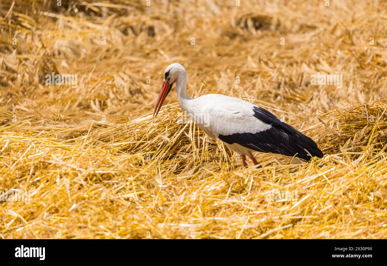 Ein Storch läuft in einem Feld herum auf der Suche nach etwas fressbarem. Erst kürzlich wurde das Getreide vom Bauer geschnitten. (Winkel BEI Bülach, Banque D'Images