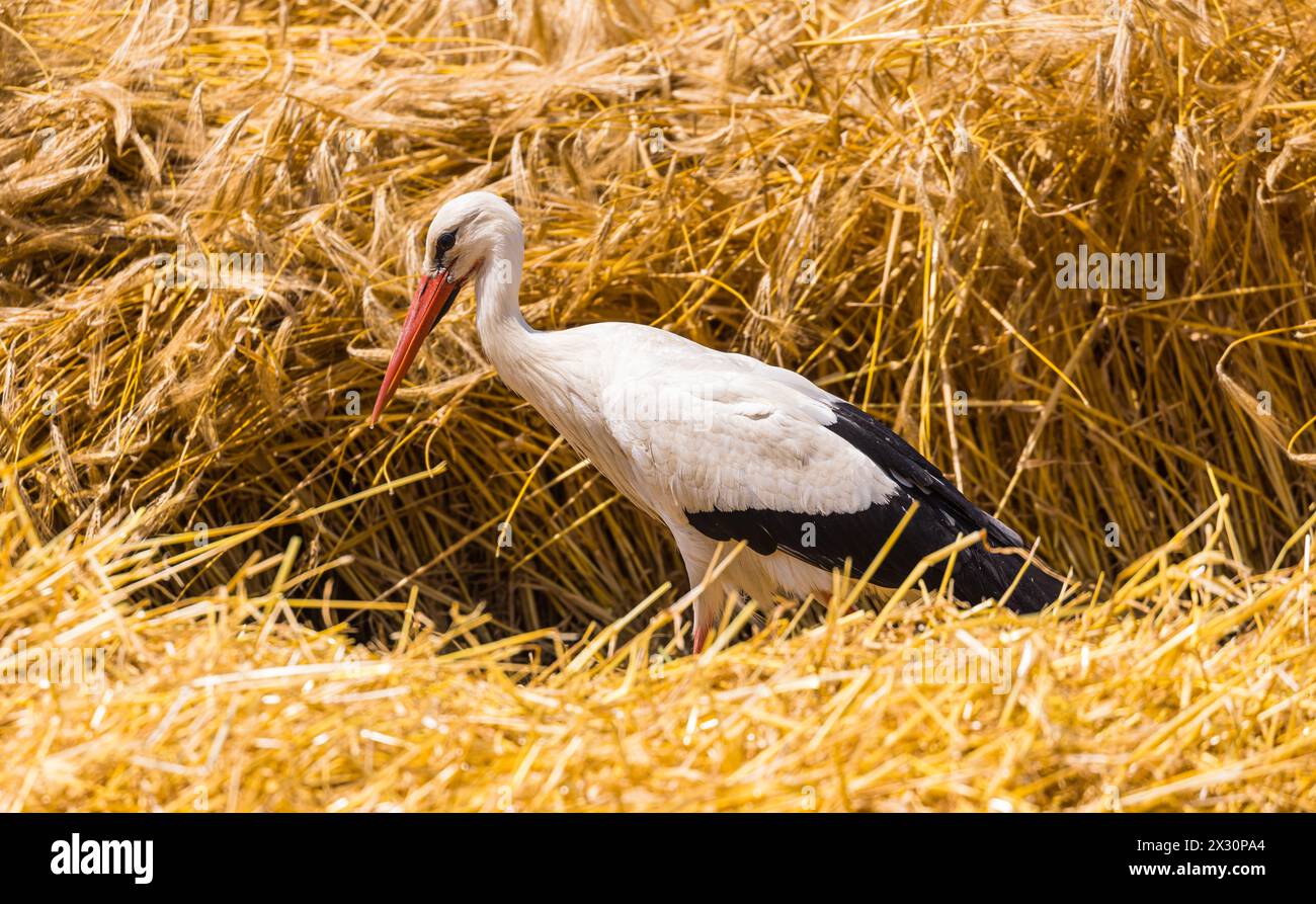 Ein Storch läuft in einem Feld herum auf der Suche nach etwas fressbarem. Erst kürzlich wurde das Getreide vom Bauer geschnitten. (Winkel BEI Bülach, Banque D'Images